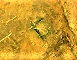 1956-D-Embedded-Staple?